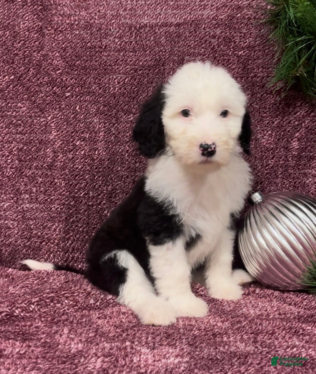 Sheepadoodle dogs for sale: Kenzie - Ad 1