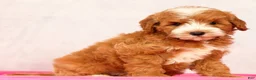 Mini Goldendoodle dogs for sale: Quenton - Ad 10