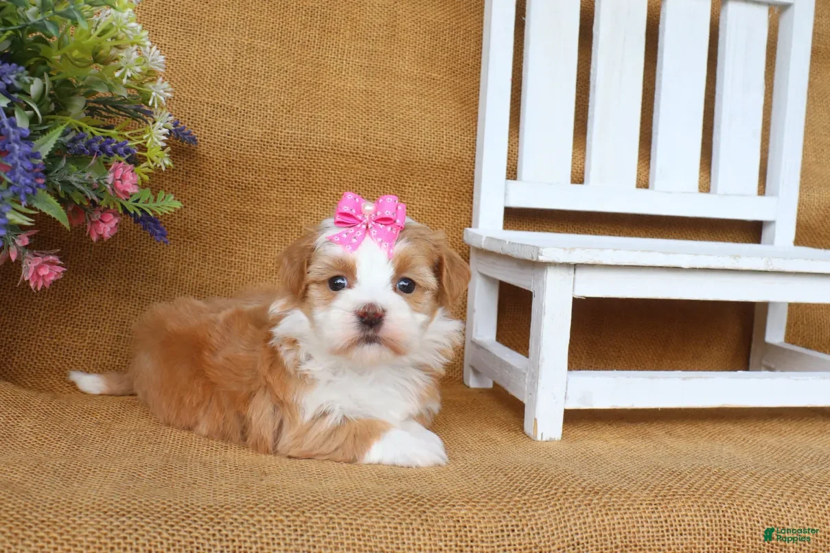 Havanese dogs Hallie - Ad 2