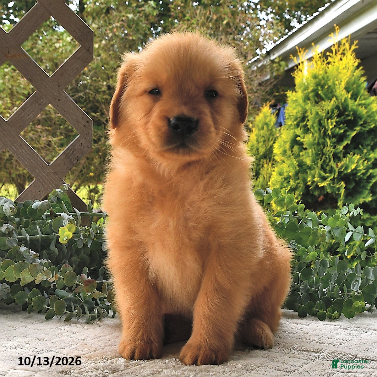 Golden Retriever dogs for sale: Pecan  - Ad 2