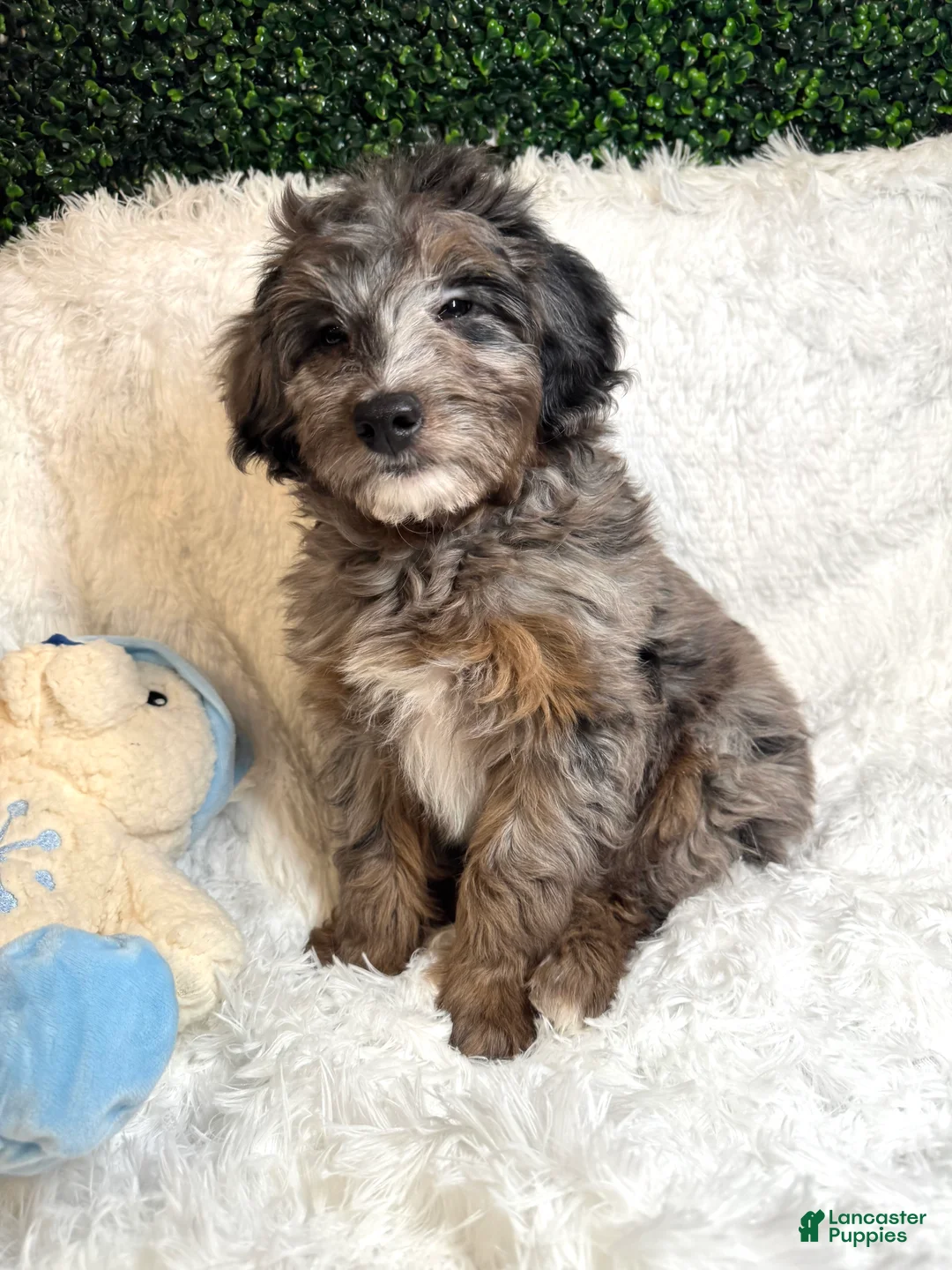 Mini Goldendoodle dogs for sale: Noble - Ad 2