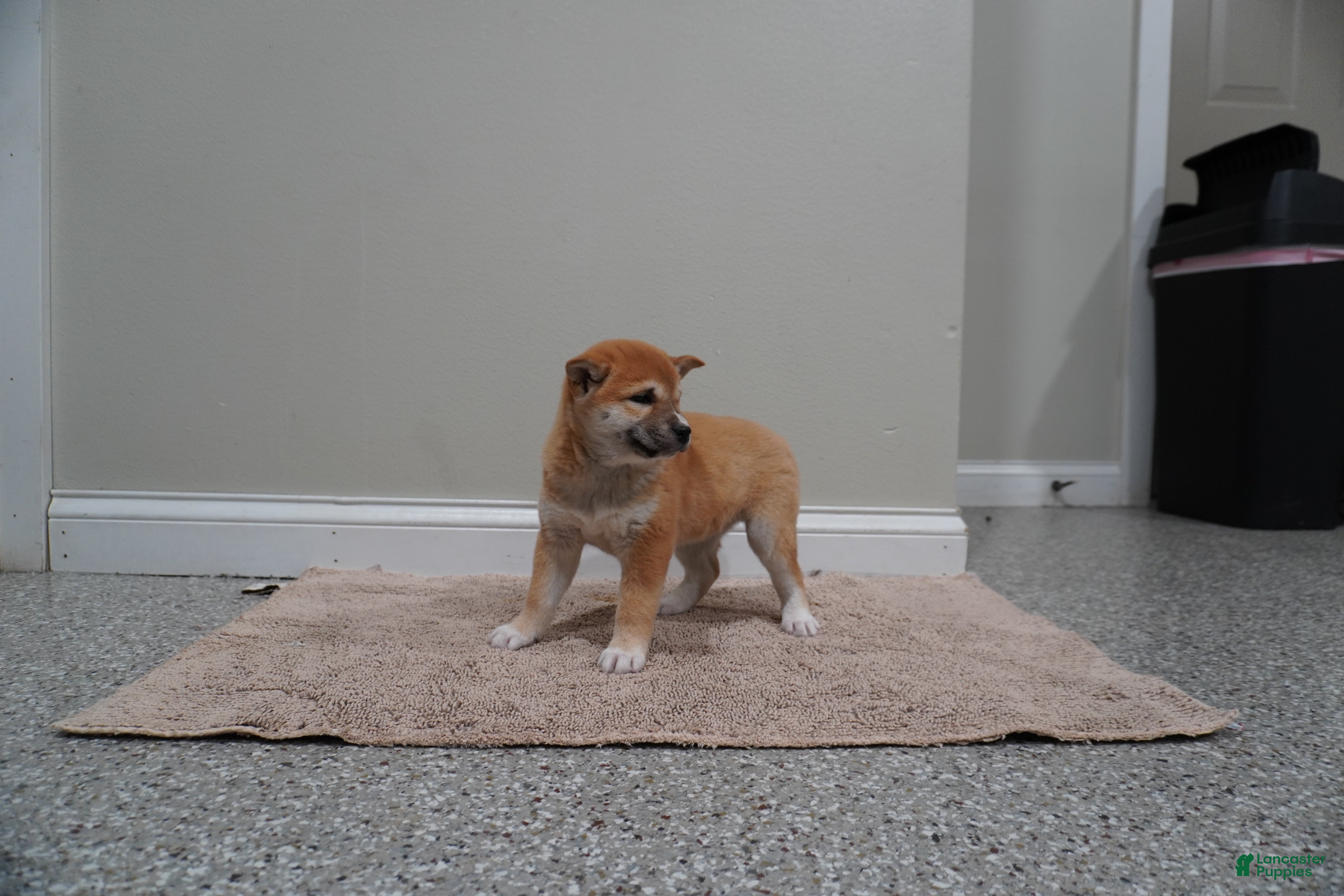 Shiba Inu dogs Shiba Inu Puppy 4 - Ad 1