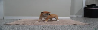 Shiba Inu Puppy 4