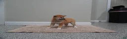 Shiba Inu dogs for sale: Shiba Inu Puppy 4 - Ad 1