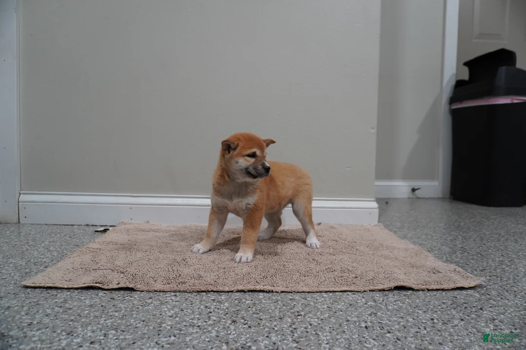 Shiba Inu dogs for sale: Shiba Inu Puppy 4 - Ad 1