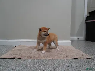 Shiba Inu dogs for sale: Shiba Inu Puppy 4 - Ad 3