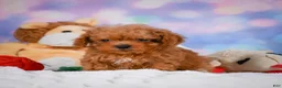 Cavapoo dogs for sale: Dan - Ad 2