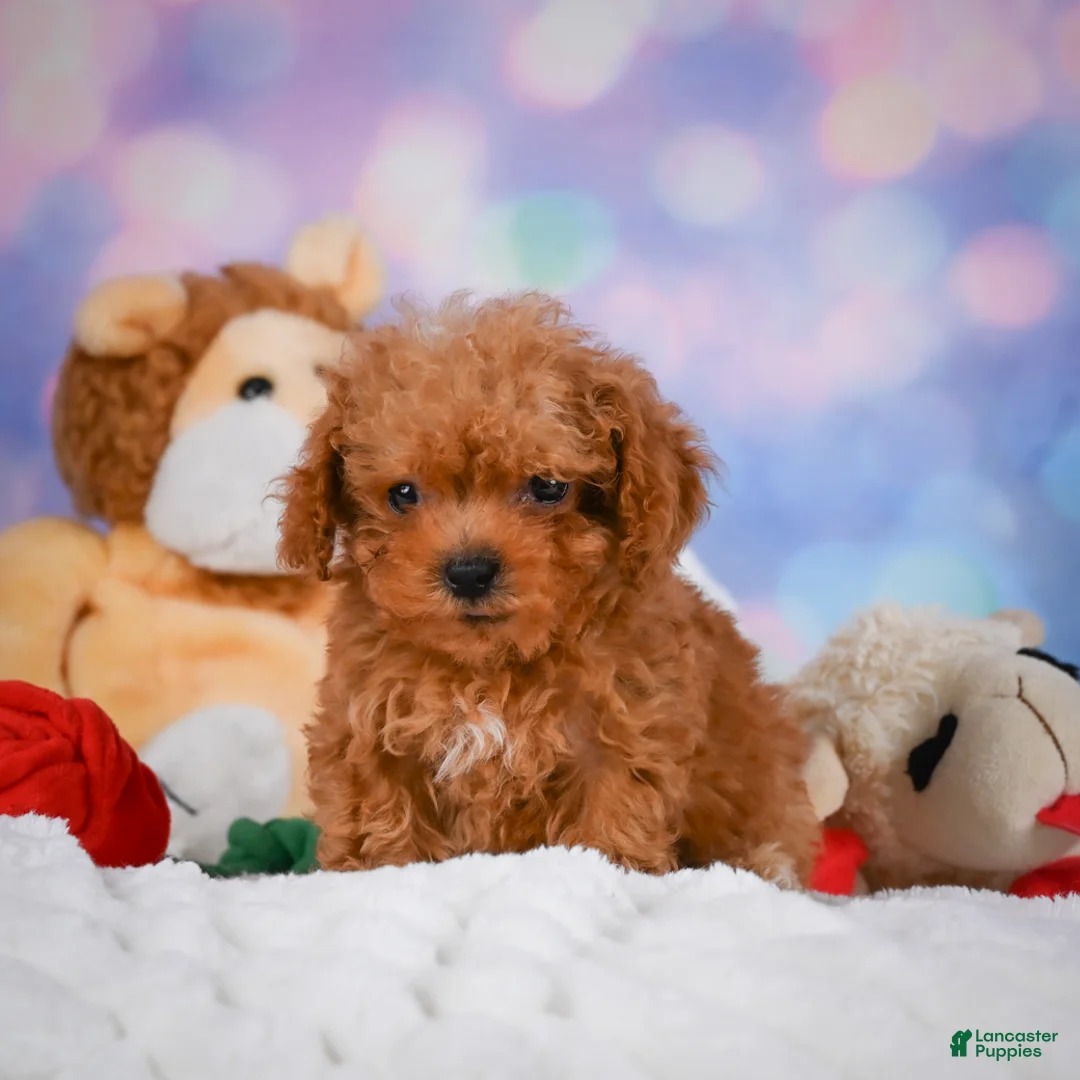 Cavapoo dogs for sale: Dan - Ad 2