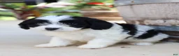 Cavapoo dogs for sale: Étouffée - Ad 11