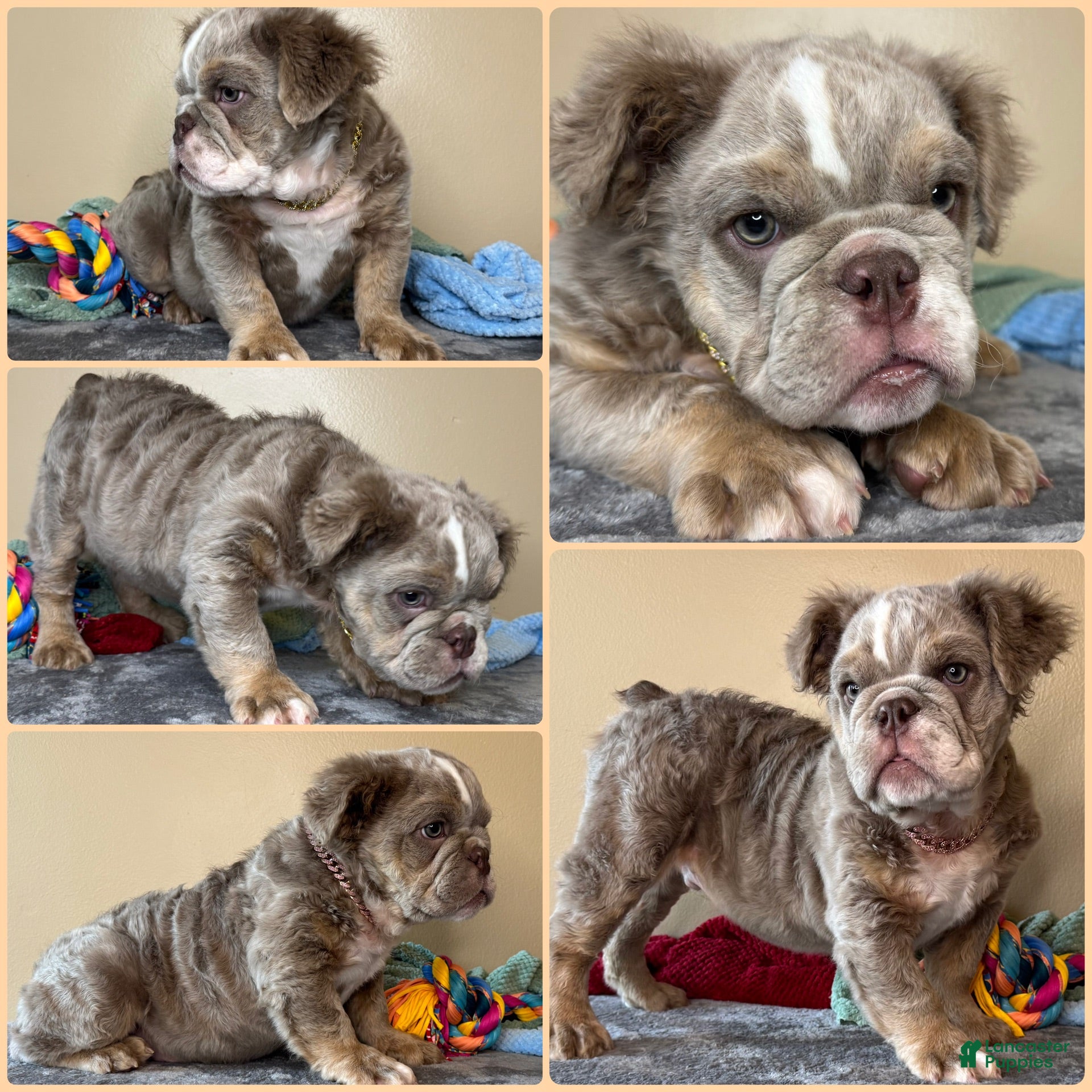 English Bulldog dogs Folkor  - Ad 39