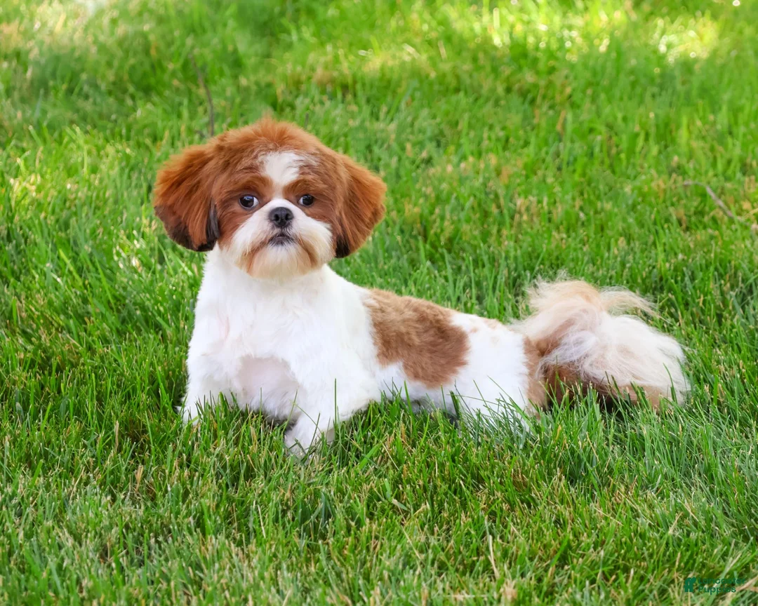 Shih Tzu dogs for sale: Marigold - Ad 5