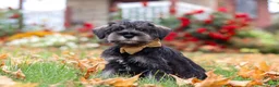 Miniature Schnauzer dogs for sale: Everest - Ad 6