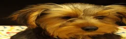 Yorkshire Terrier dogs for sale: Stuart - Ad 3