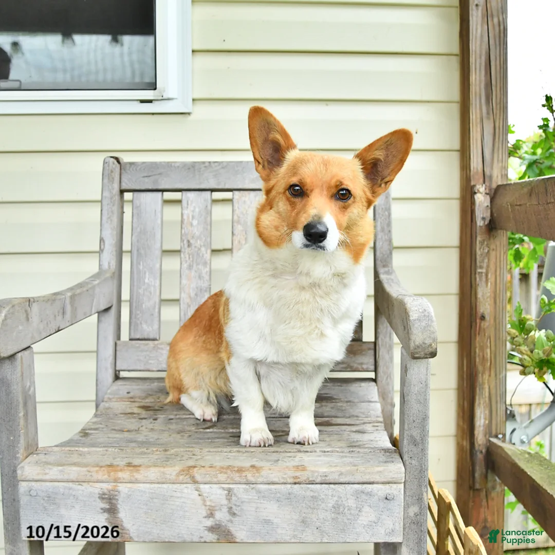 Welsh Corgi Pembroke dogs for sale: Princess - Ad 4