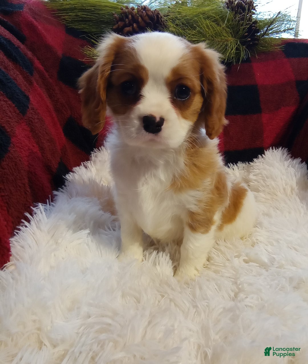 Cavalier King Charles Spaniel dogs for sale: Macy - Ad 9