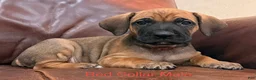 Cane Corso dogs for sale: Cane Corso Puppy  M Red Collar  - Ad 1
