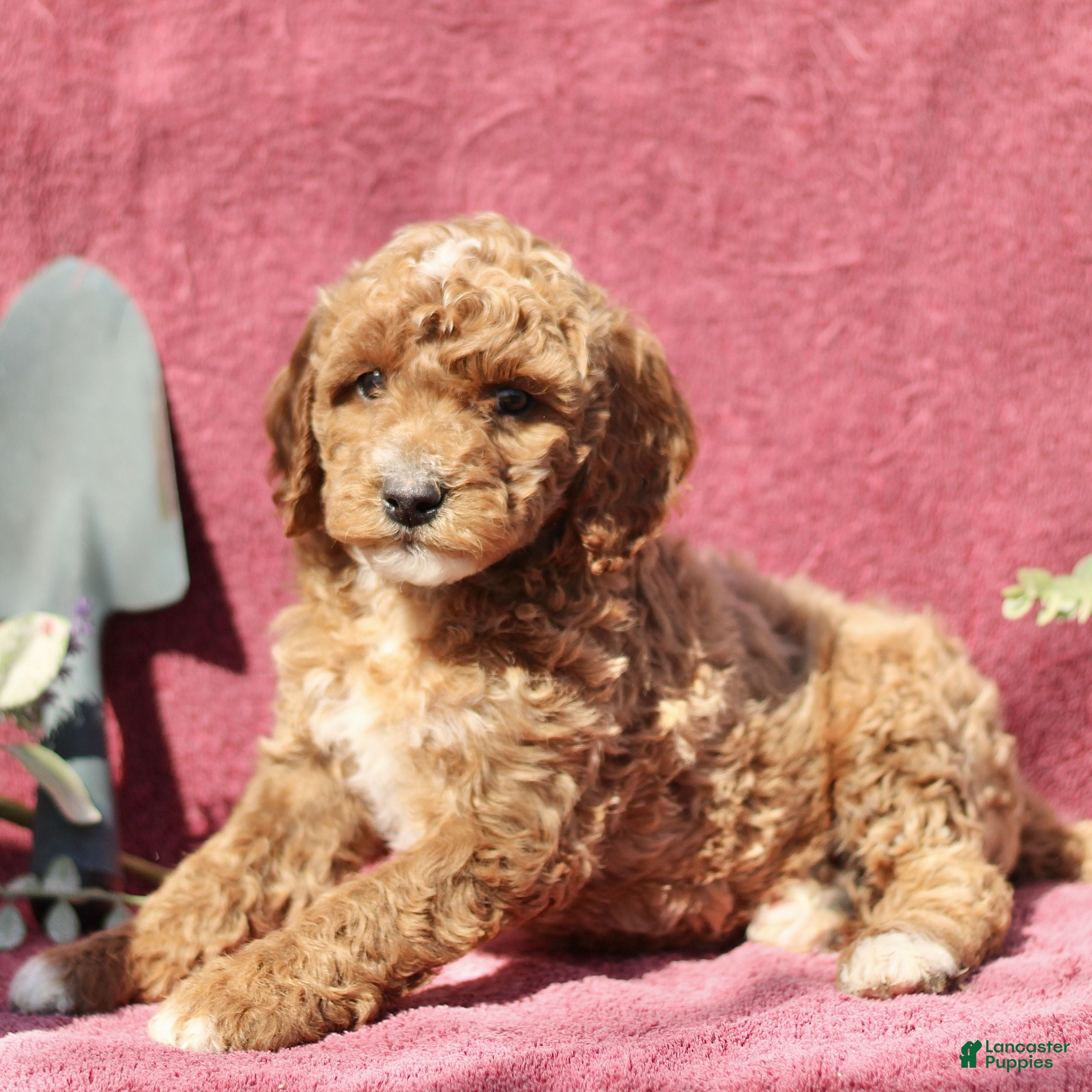 Mini Goldendoodle dogs Connor  - Ad 2