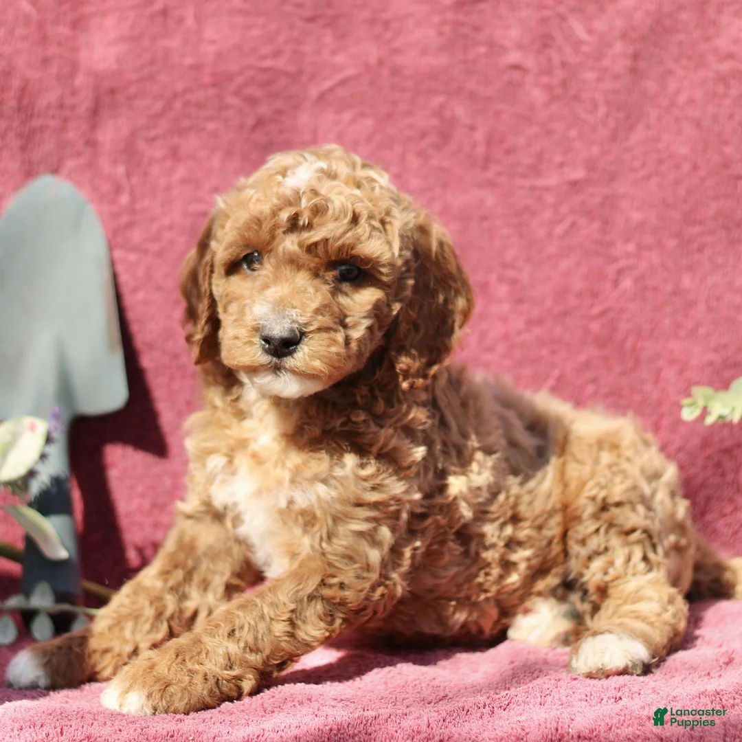 Mini Goldendoodle dogs for sale: Connor  - Ad 2