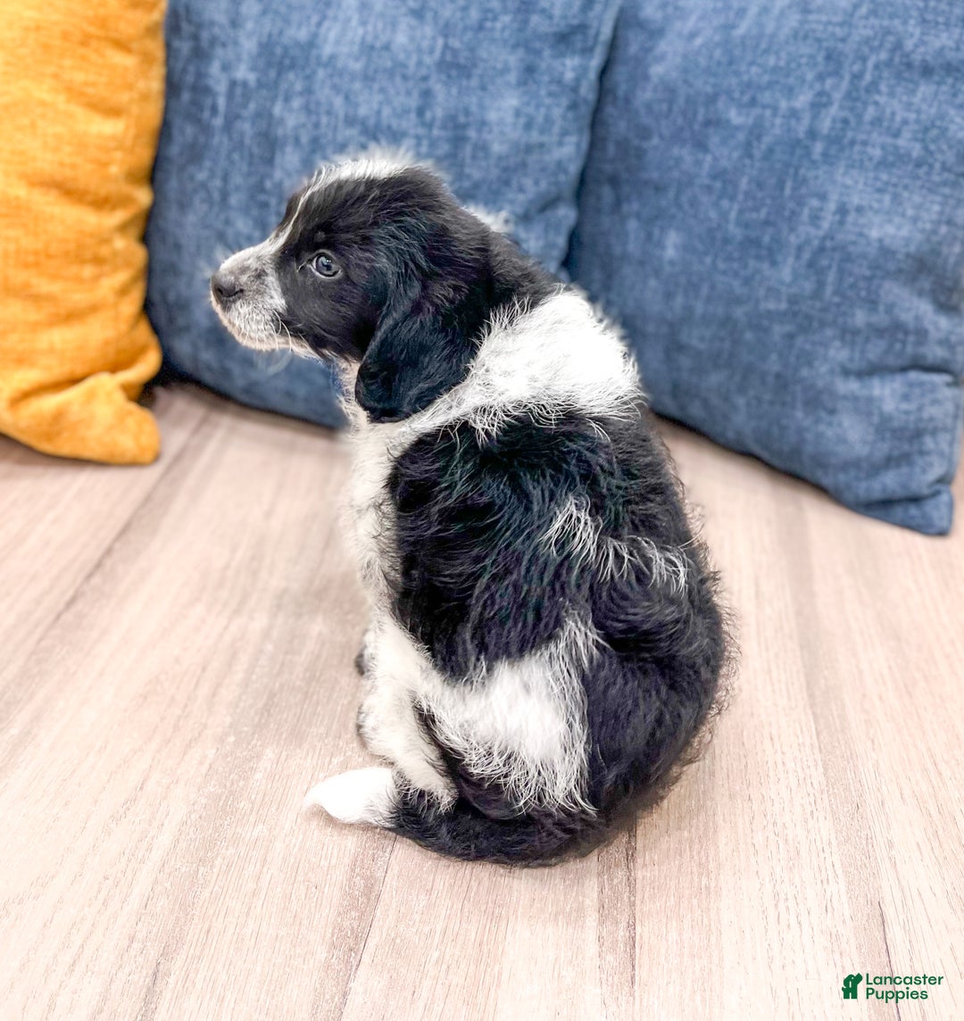 Beaglier dogs for sale: Jude - Ad 3