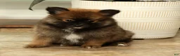 Pomeranian dogs for sale: Mandy - Ad 8