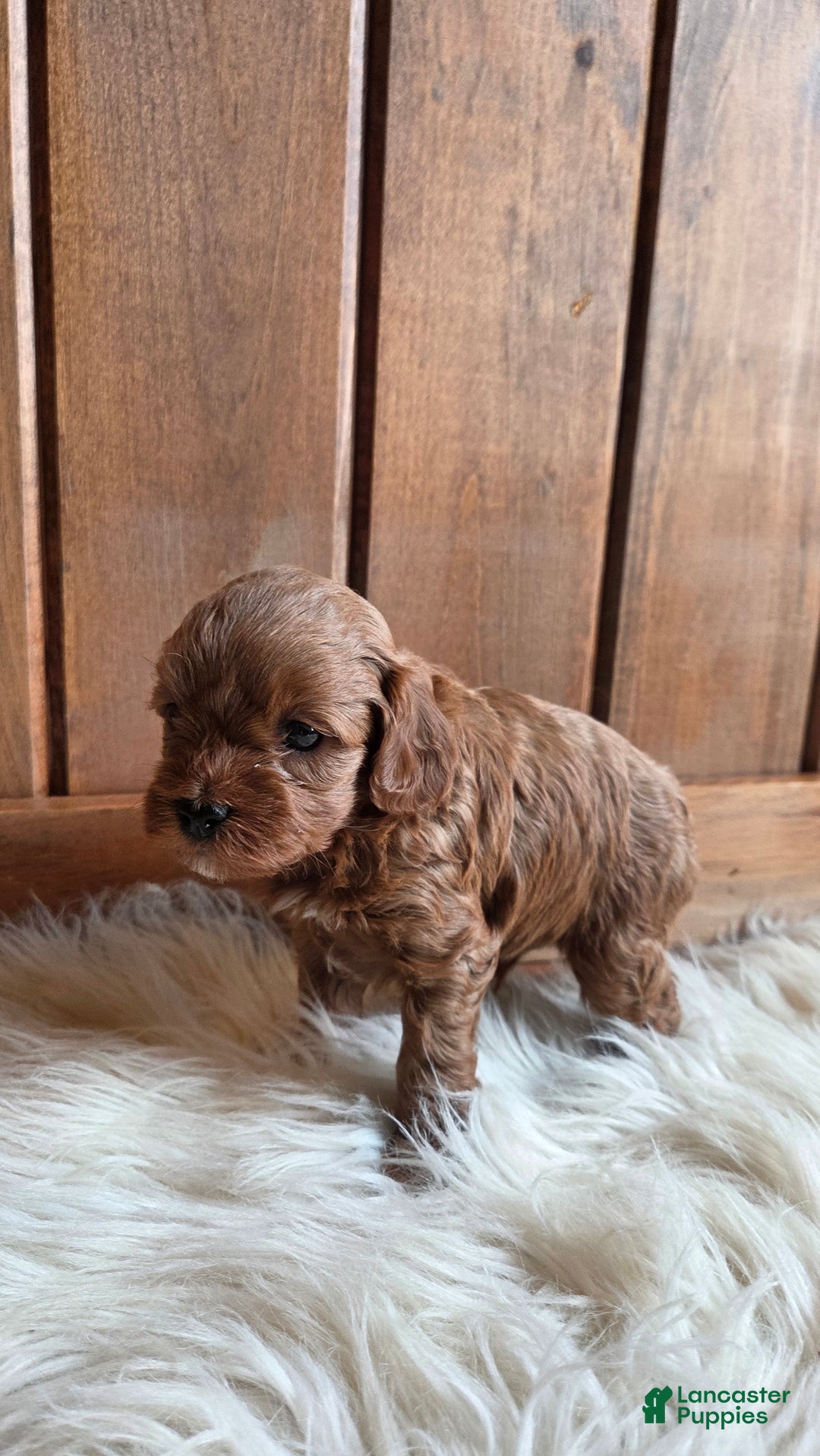Cavapoo dogs for sale: Jasper - Ad 5