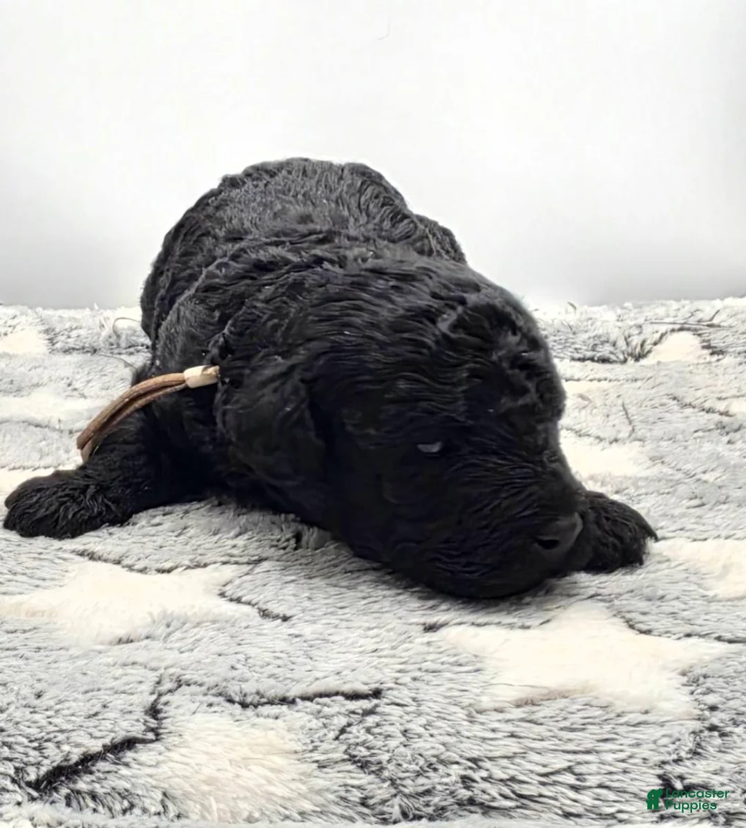 Miniature Poodle dogs for sale: Gelato - Ad 2