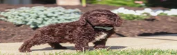 Cockapoo dogs for sale: Teddy - Ad 3