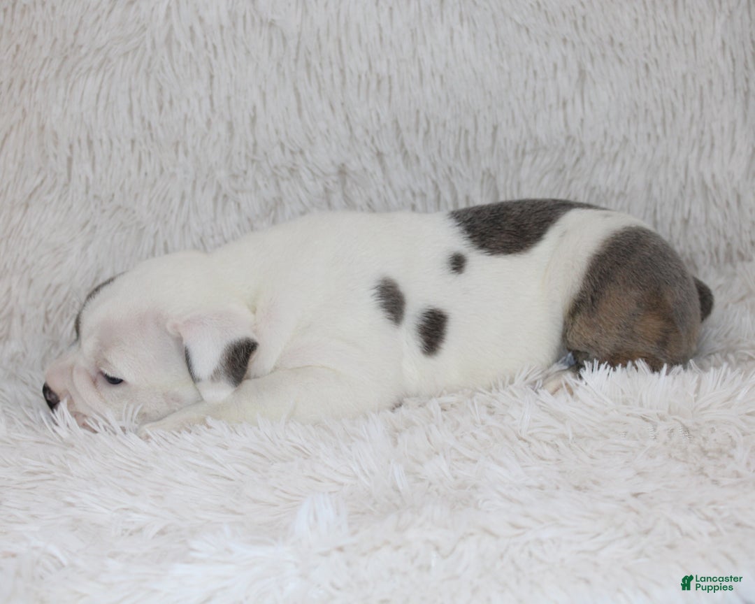 English Bulldog dogs for sale: Roza - Ad 7