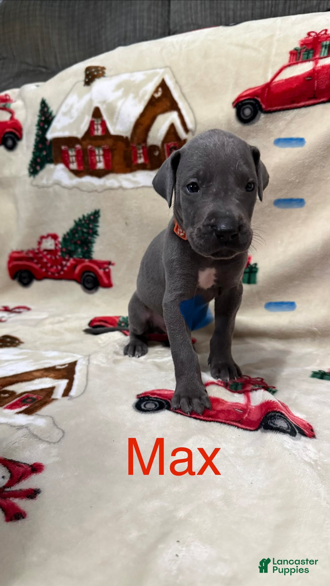 Great Dane dogs for sale: Max - Ad 1