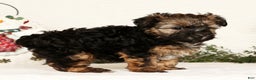 Yorkiepoo dogs for sale: Bailey  3lbs - Ad 4
