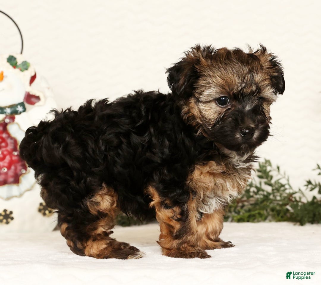 Yorkiepoo dogs for sale: Bailey  3lbs - Ad 4