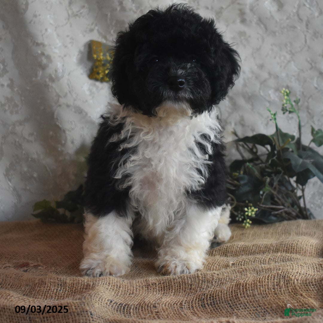 Cavapoo dogs for sale: Alisha - Ad 3