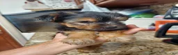 Yorkshire Terrier dogs for sale: Yorkshire Terrier 1 - Ad 4