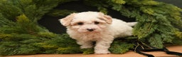Bichpoo dogs for sale: Bailey - Ad 4