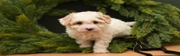 Bichpoo dogs for sale: Bailey - Ad 4