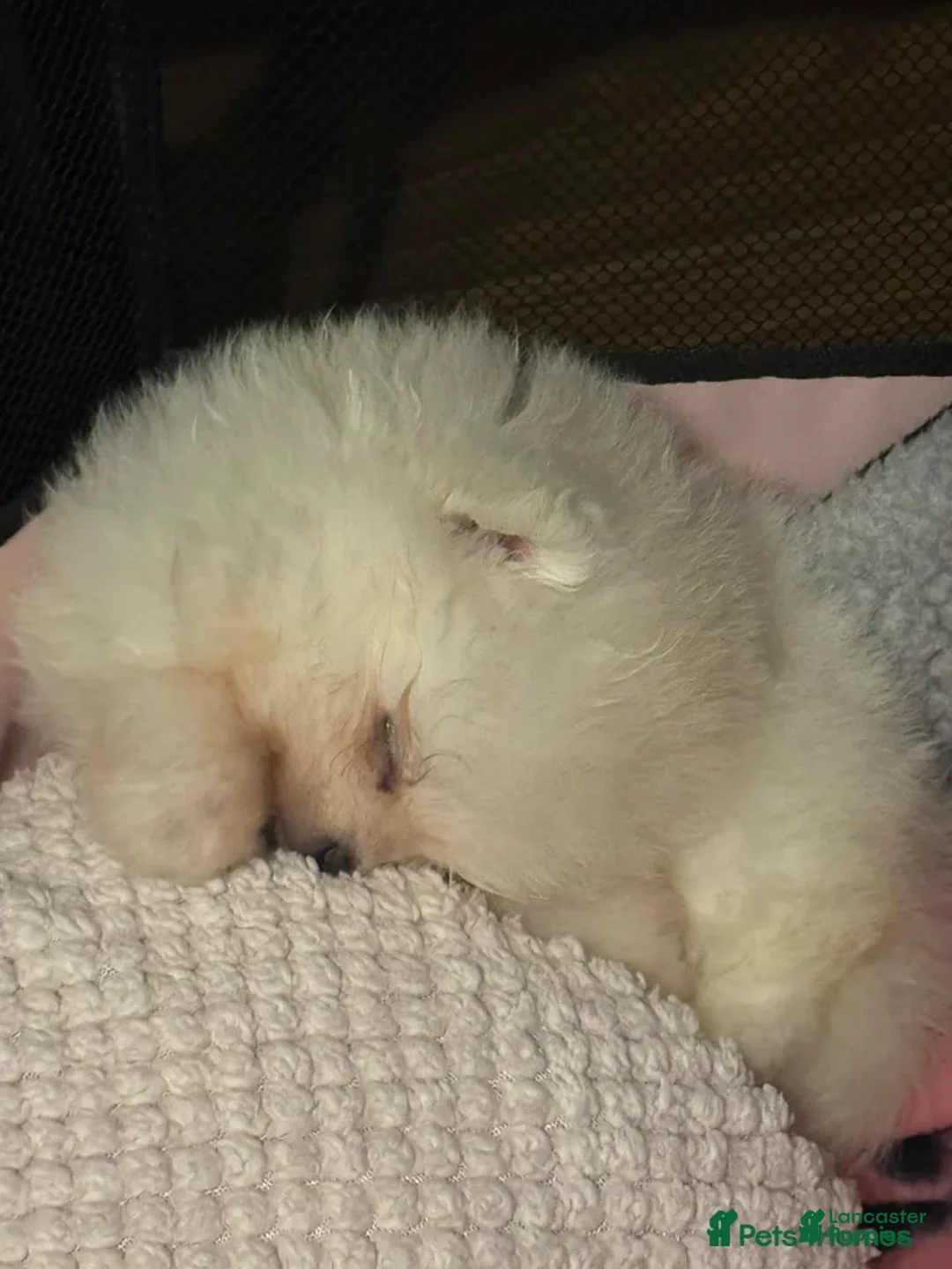 Pomeranian dogs for sale: Kayla - Ad 7