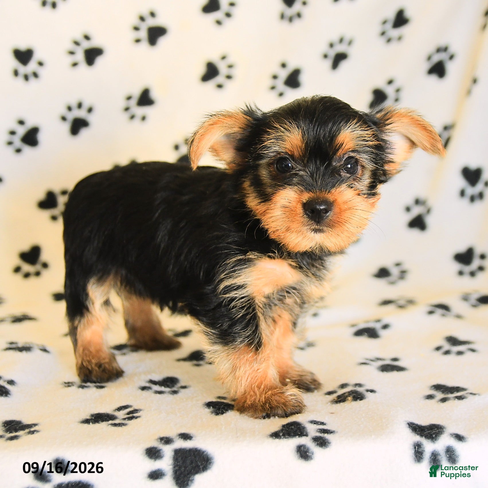 Yorkshire Terrier dogs Jonah - Ad 2
