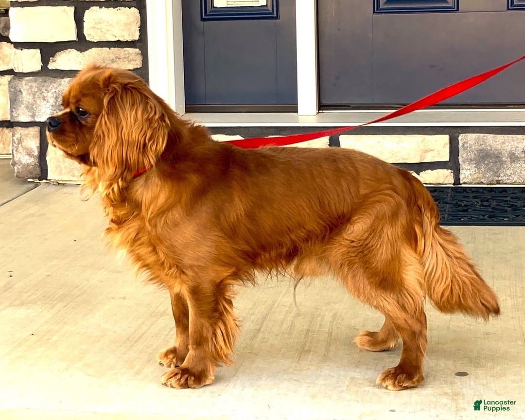 Cavalier King Charles Spaniel dogs for sale: Charlotte - Genetic Tested Parents - Ad 17