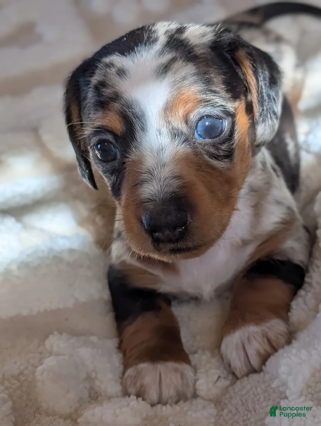 Miniature Dachshund dogs for sale: Miniature Dachshund Puppy 1 - Ad 7