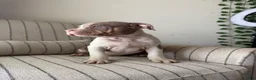 American Bully dogs for sale: Mr. Perfect - Ad 2