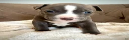 American Bully dogs for sale: Sadie - XL American Bully Puppy  - Ad 9