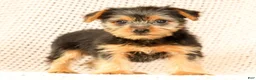 Yorkshire Terrier dogs for sale: Allison - Ad 4