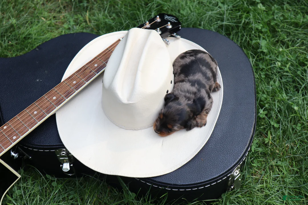 Miniature Dachshund dogs for sale: Paris - Ad 6