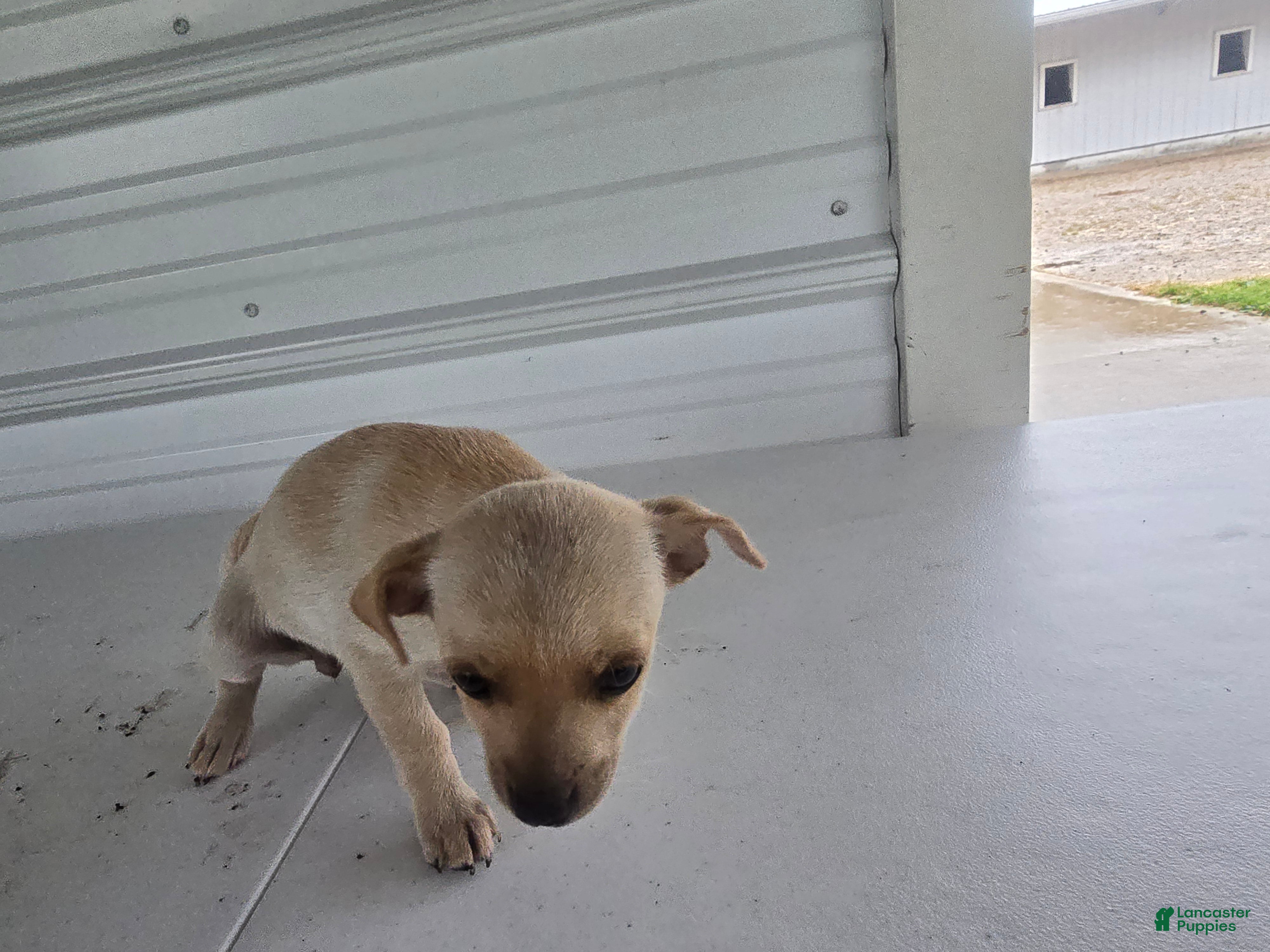Chihuahua dogs Roxy - Ad 2