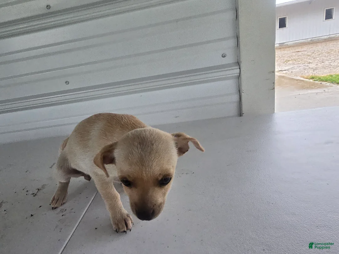Chihuahua dogs for sale: Roxy - Ad 2
