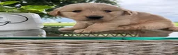 Golden Retriever dogs for sale: Hazel - Ad 9