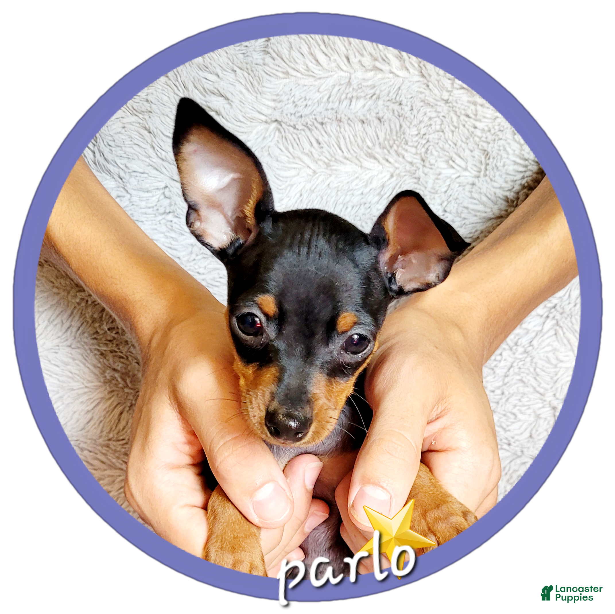 Miniature Pinscher dogs Parlo  - Ad 24