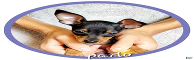 Parlo 