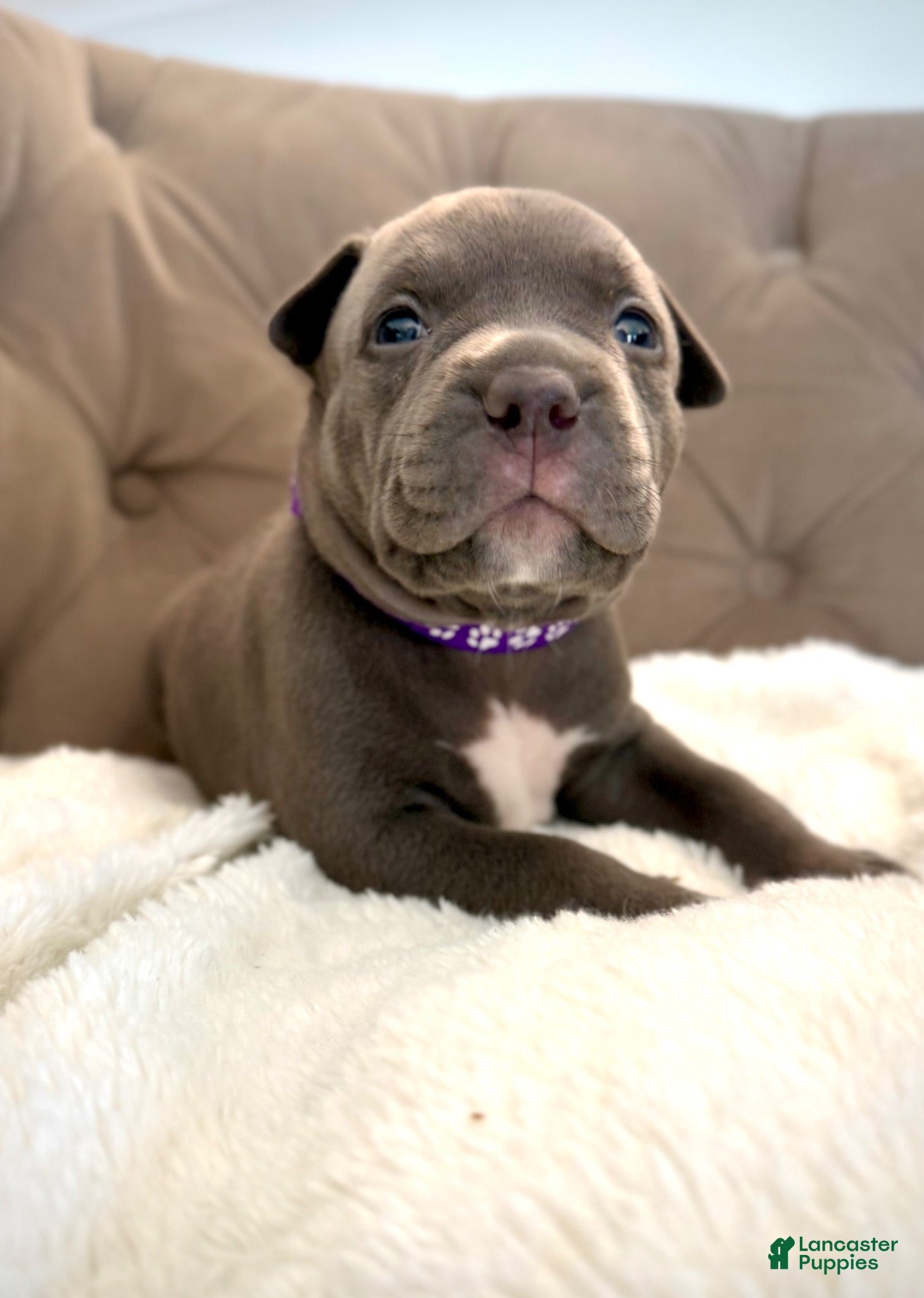 American Bully dogs Willow - XL American Bully Puppy  - Ad 31