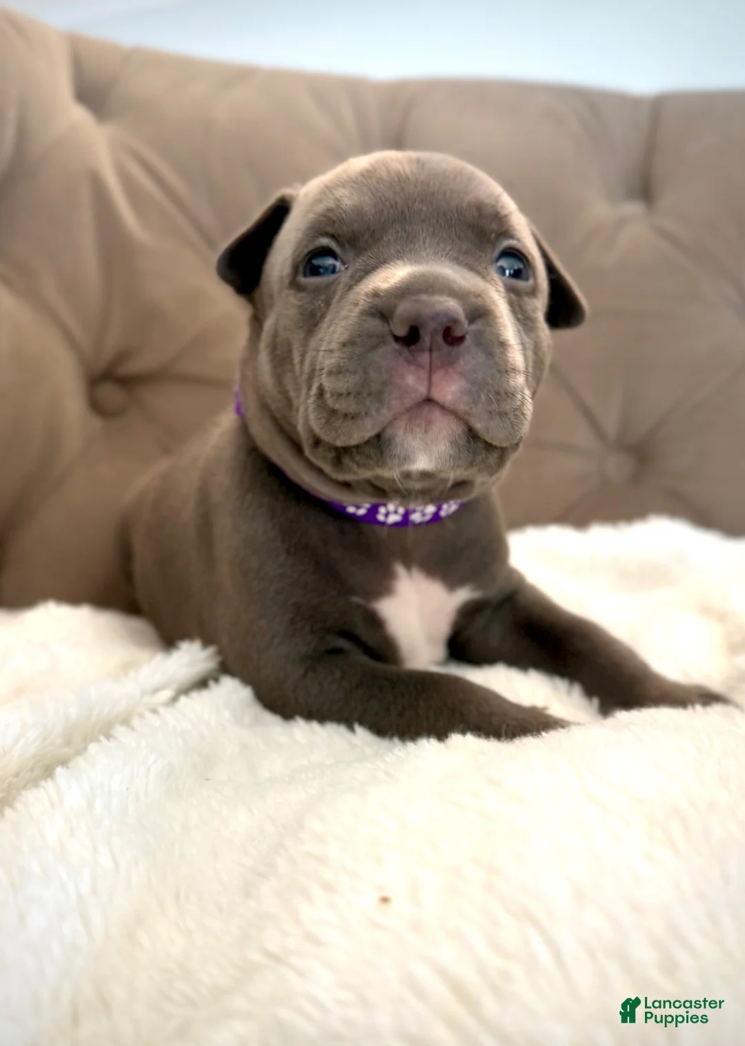 American Bully dogs for sale: Willow - XL American Bully Puppy  - Ad 2